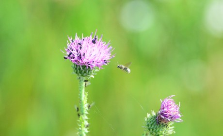 Beporzók napja - egyre több helyen alakítanak ki méhlegelőket Székesfehérváron